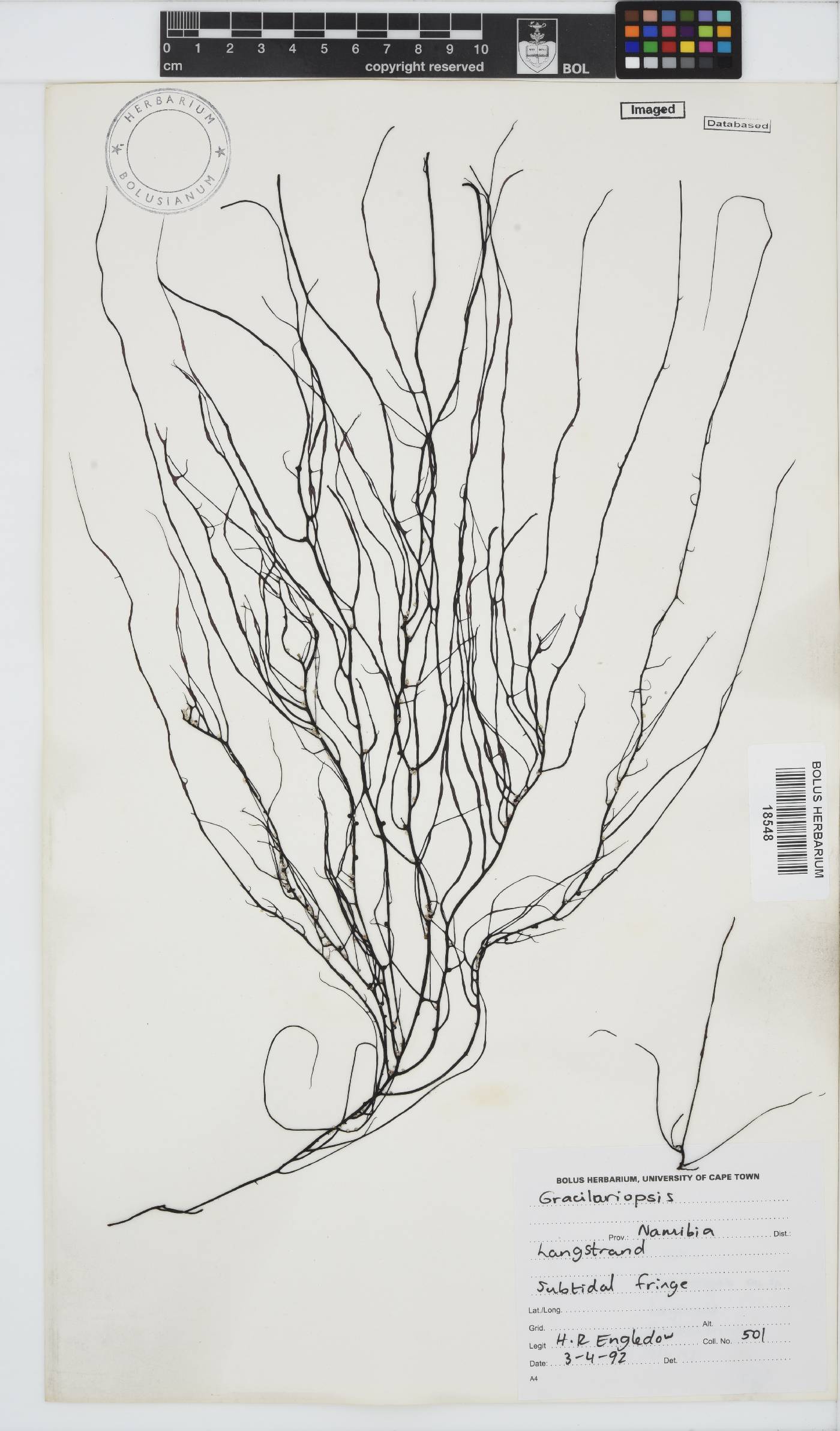 Gracilariopsis andersonii image