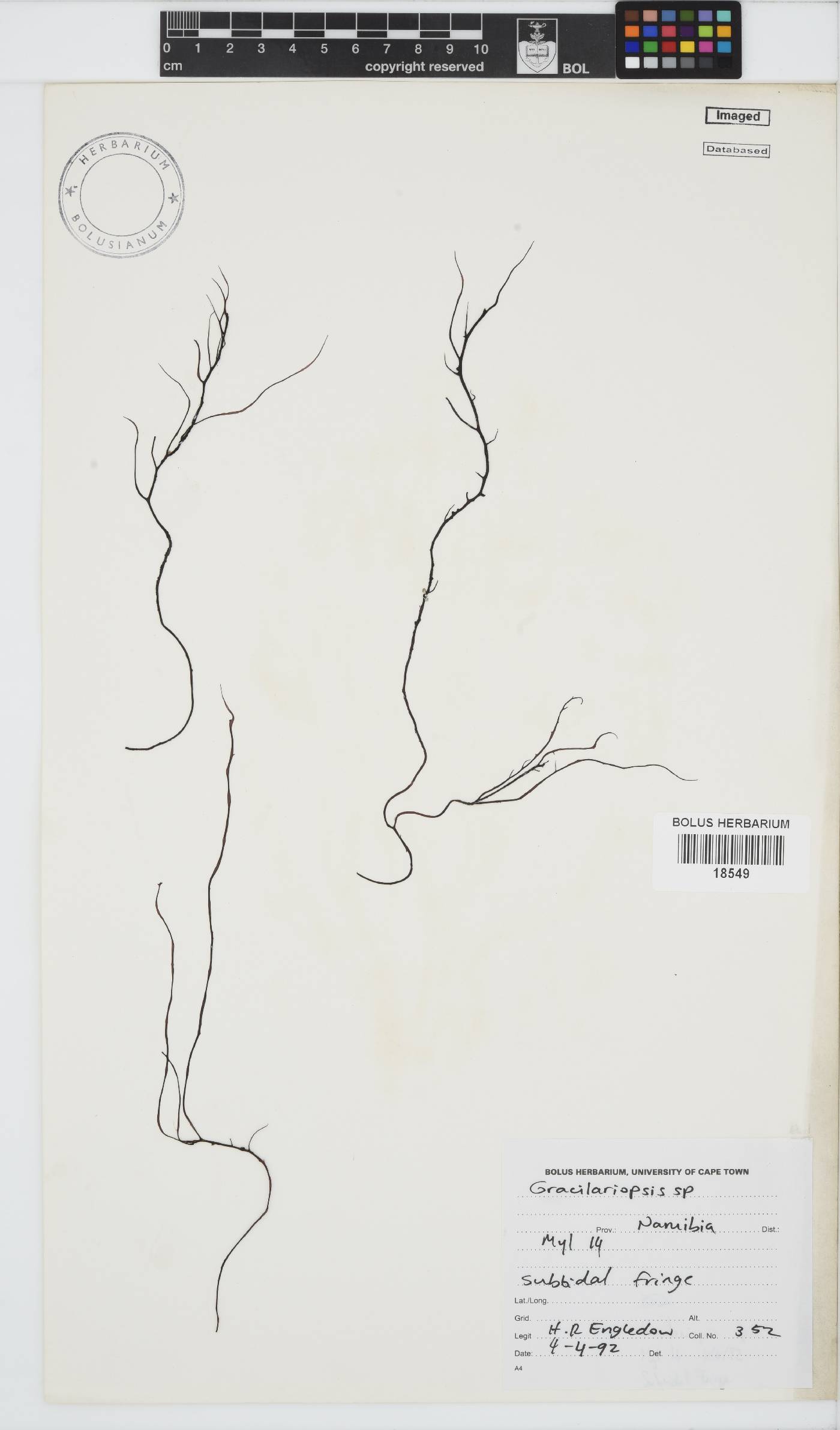 Gracilariopsis andersonii image