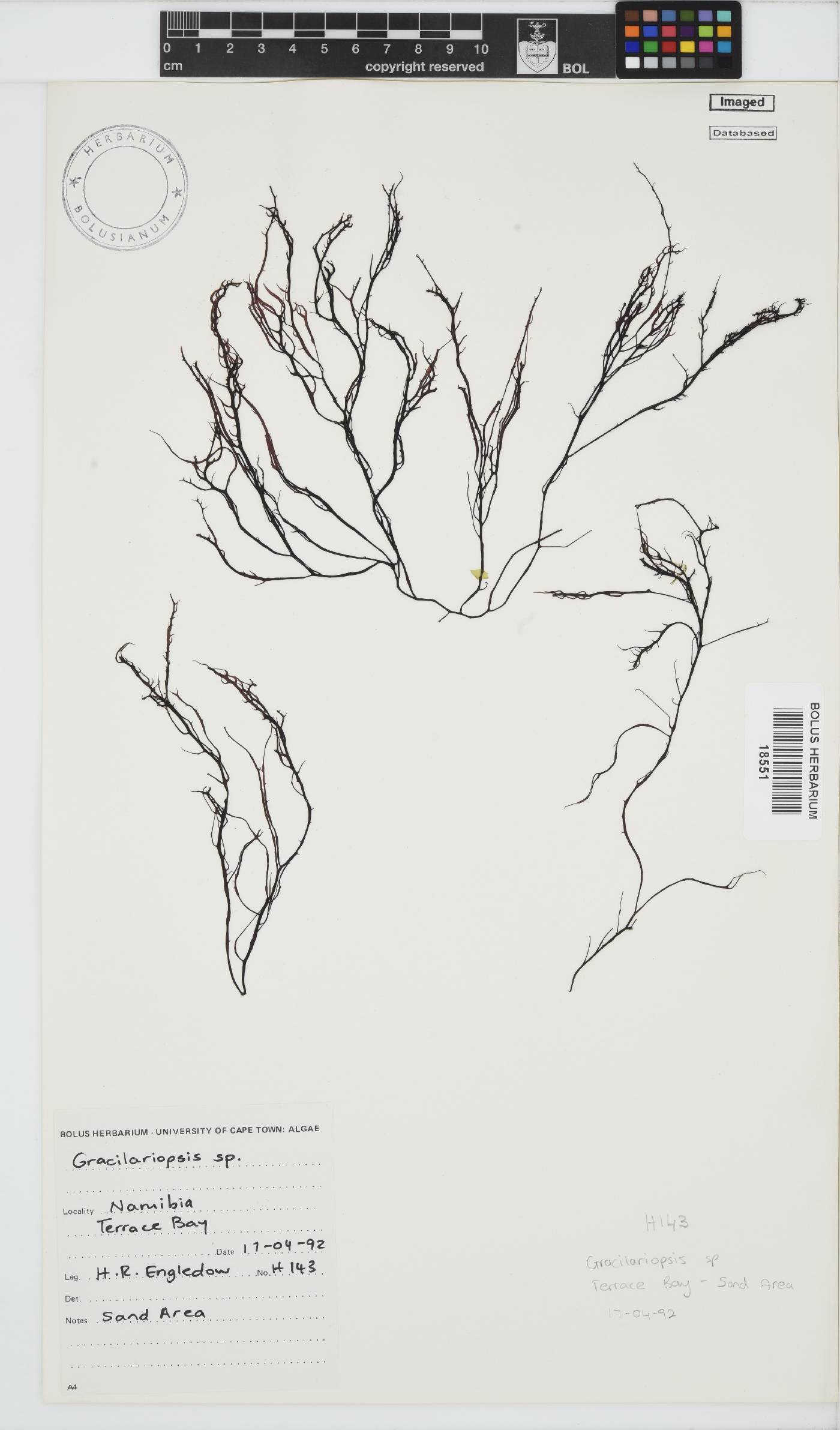 Gracilariopsis andersonii image