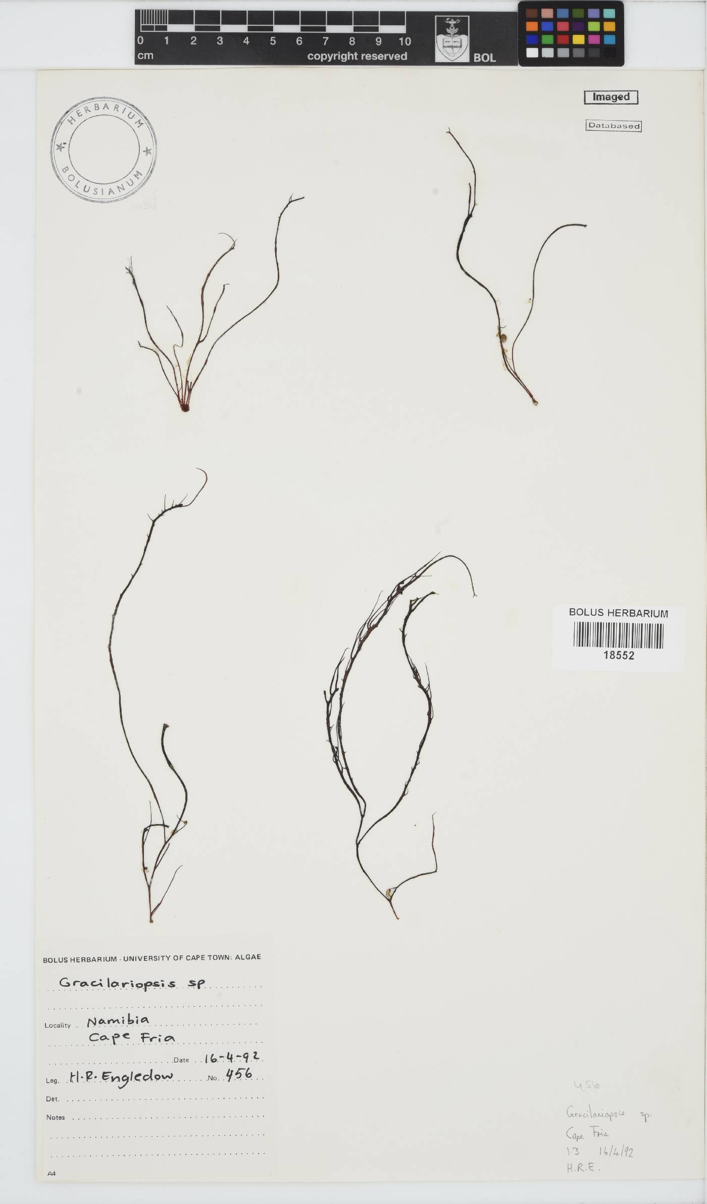 Gracilariopsis andersonii image