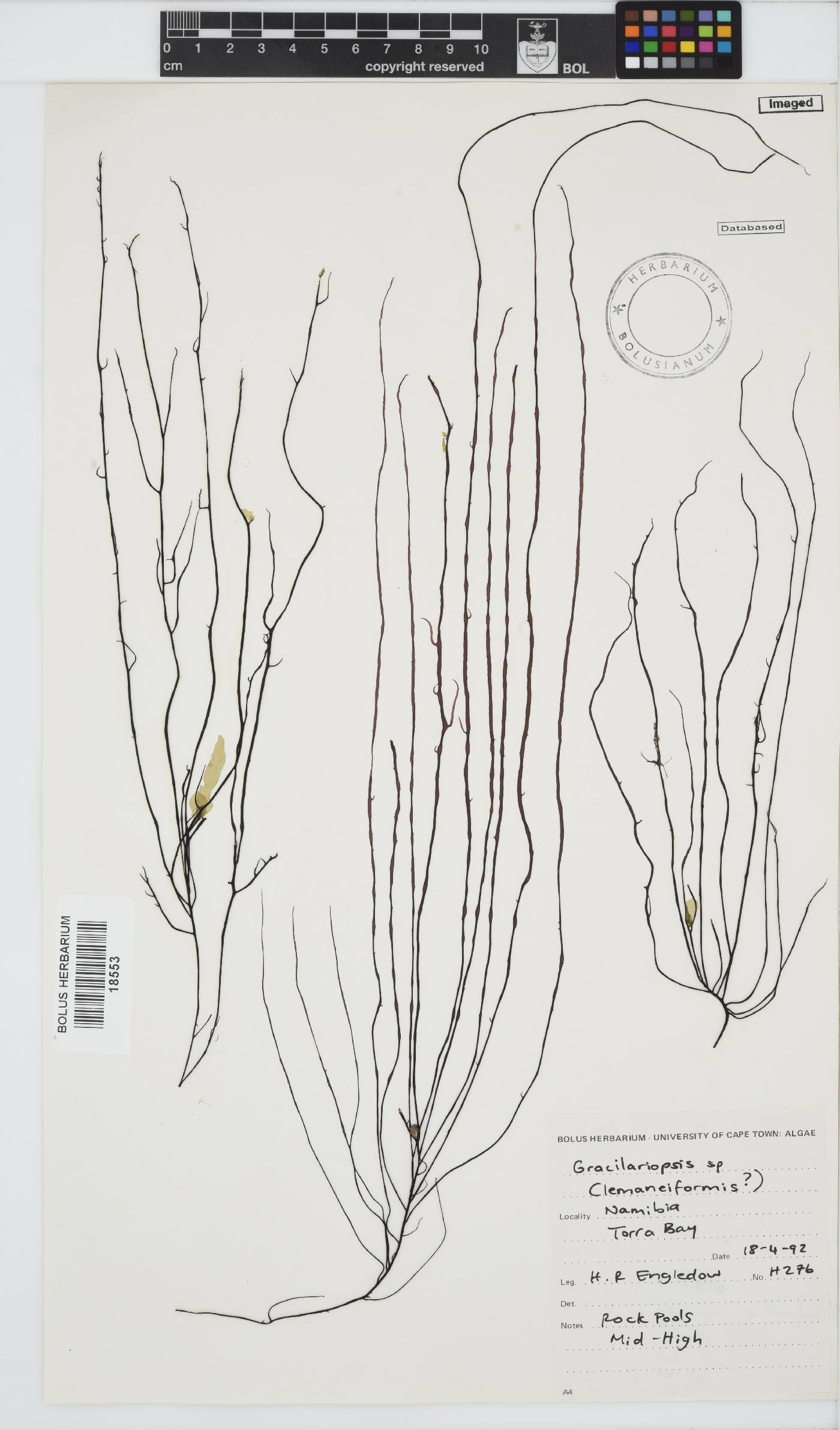 Gracilariopsis lemaneiformis image