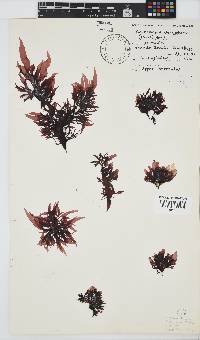 Image of Grateloupia doryphora