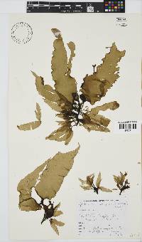 Grateloupia doryphora image