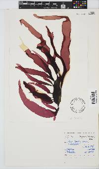 Grateloupia doryphora image