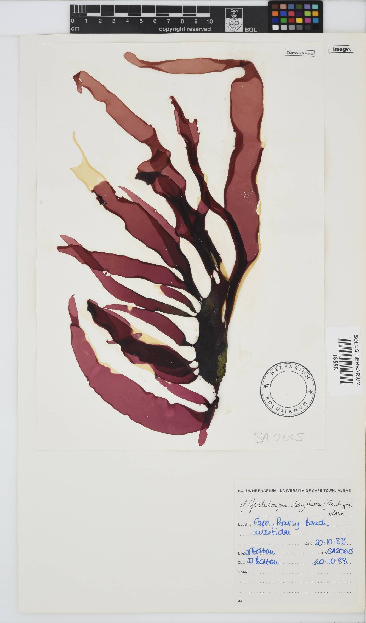 Grateloupia doryphora image