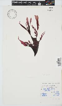 Grateloupia doryphora image