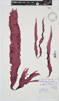 Grateloupia doryphora image
