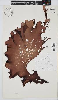 Grateloupia doryphora image