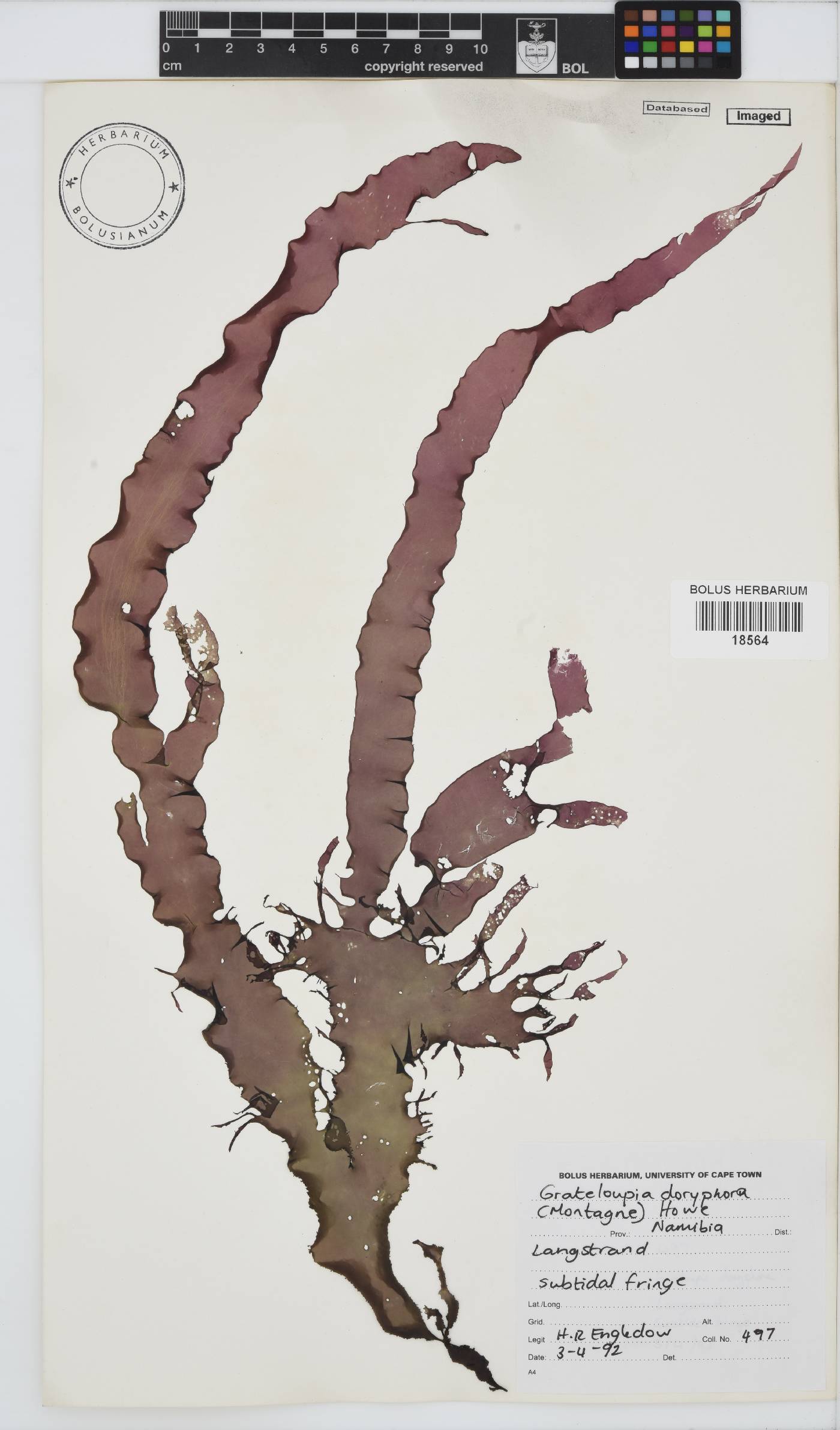 Grateloupia doryphora image