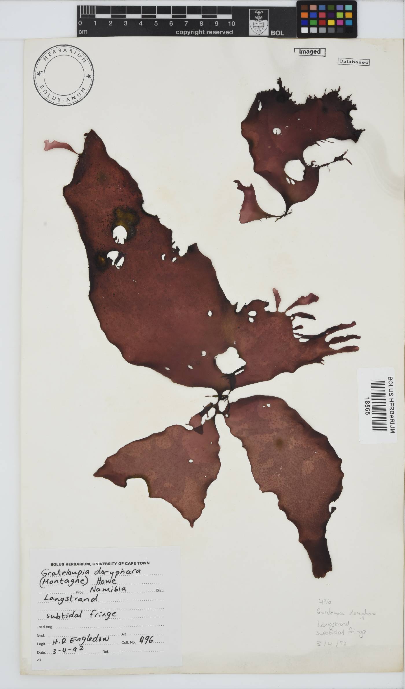 Grateloupia doryphora image