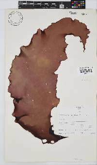 Grateloupia doryphora image
