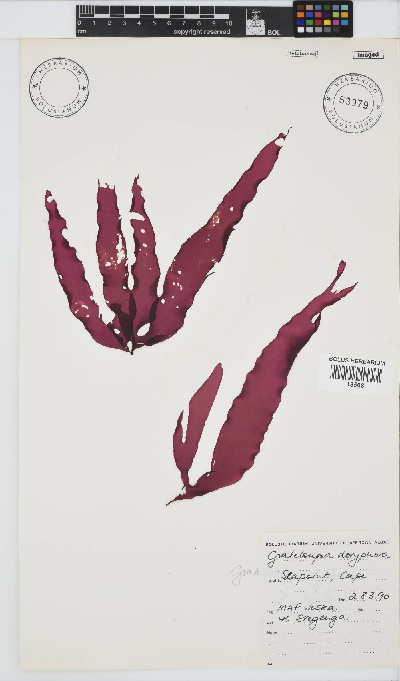 Grateloupia doryphora image