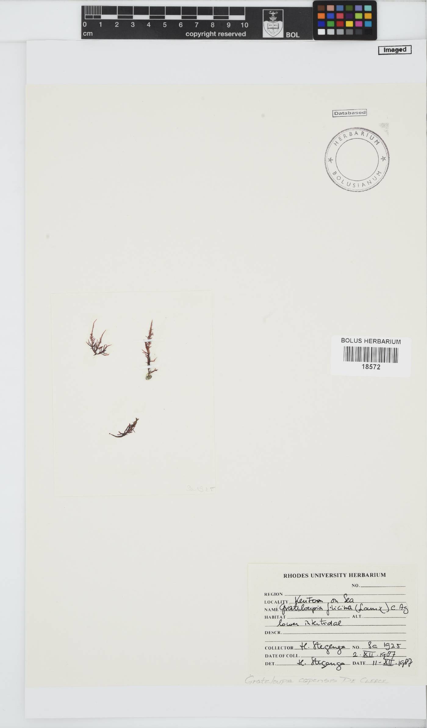 Phyllymenia image