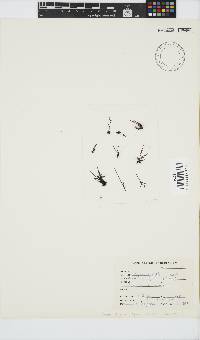 Phyllymenia capensis image