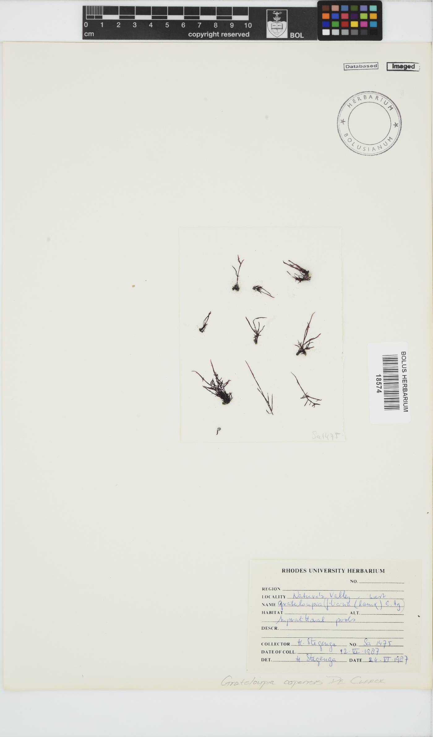 Phyllymenia image