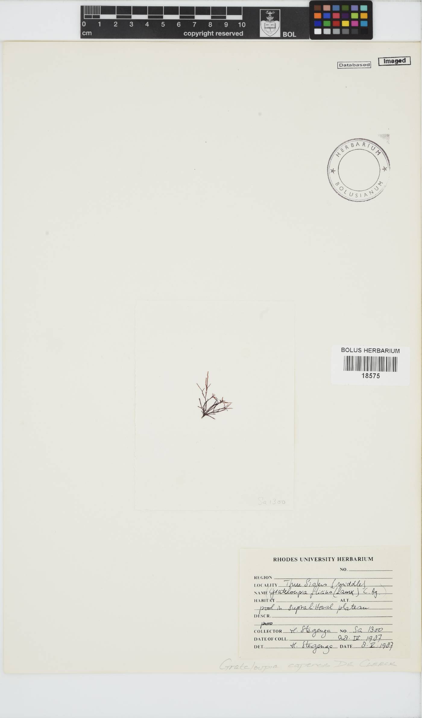 Phyllymenia capensis image