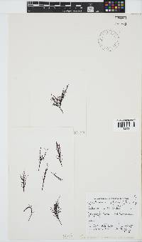 Phyllymenia capensis image