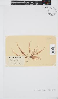 Phyllymenia capensis image