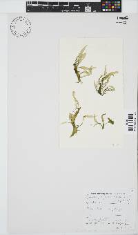 Phyllymenia capensis image