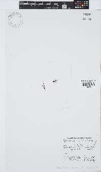 Phyllymenia capensis image