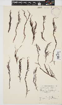Phyllymenia capensis image