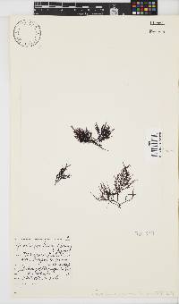 Phyllymenia capensis image