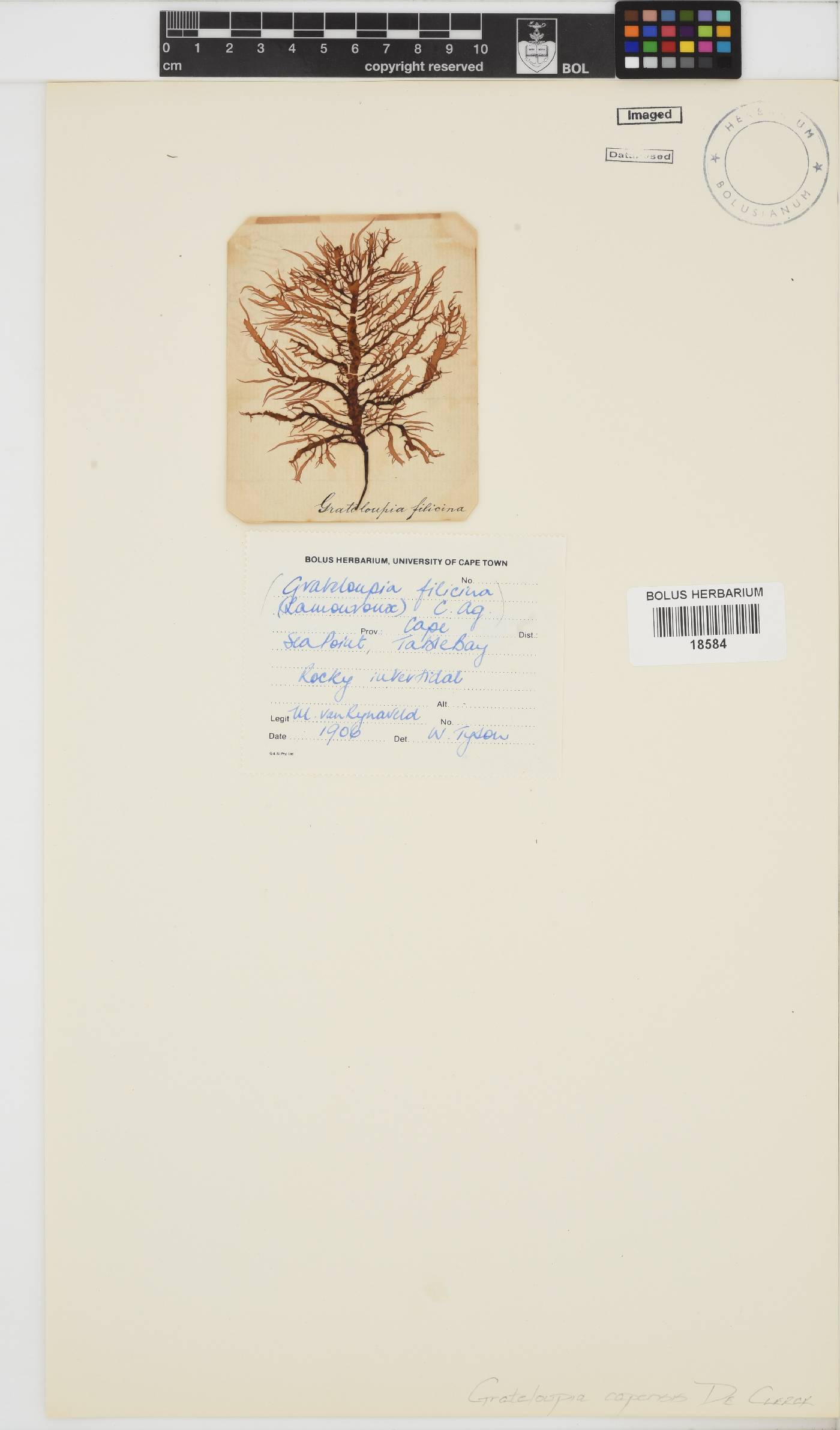 Phyllymenia capensis image