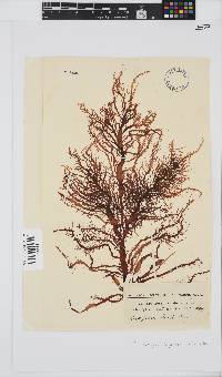 Image of Grateloupia filicina
