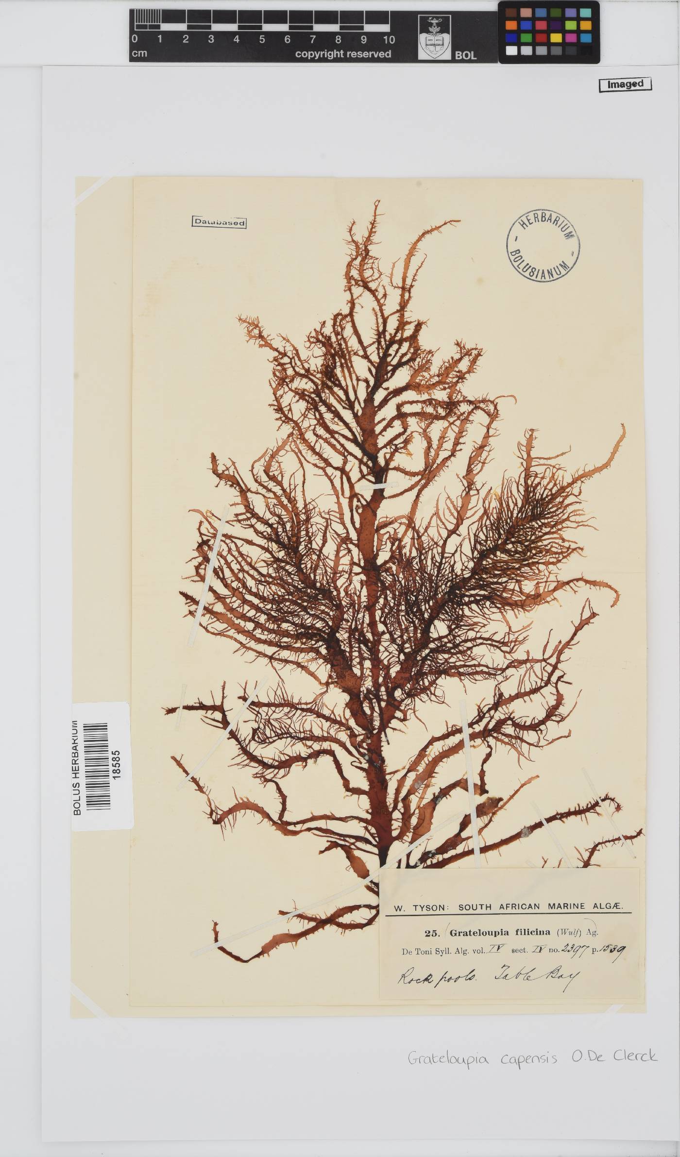 Grateloupia filicina image