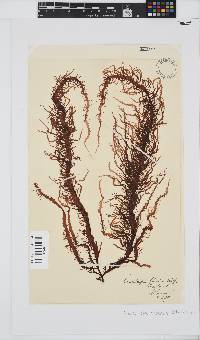 Phyllymenia capensis image