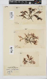 Phyllymenia capensis image