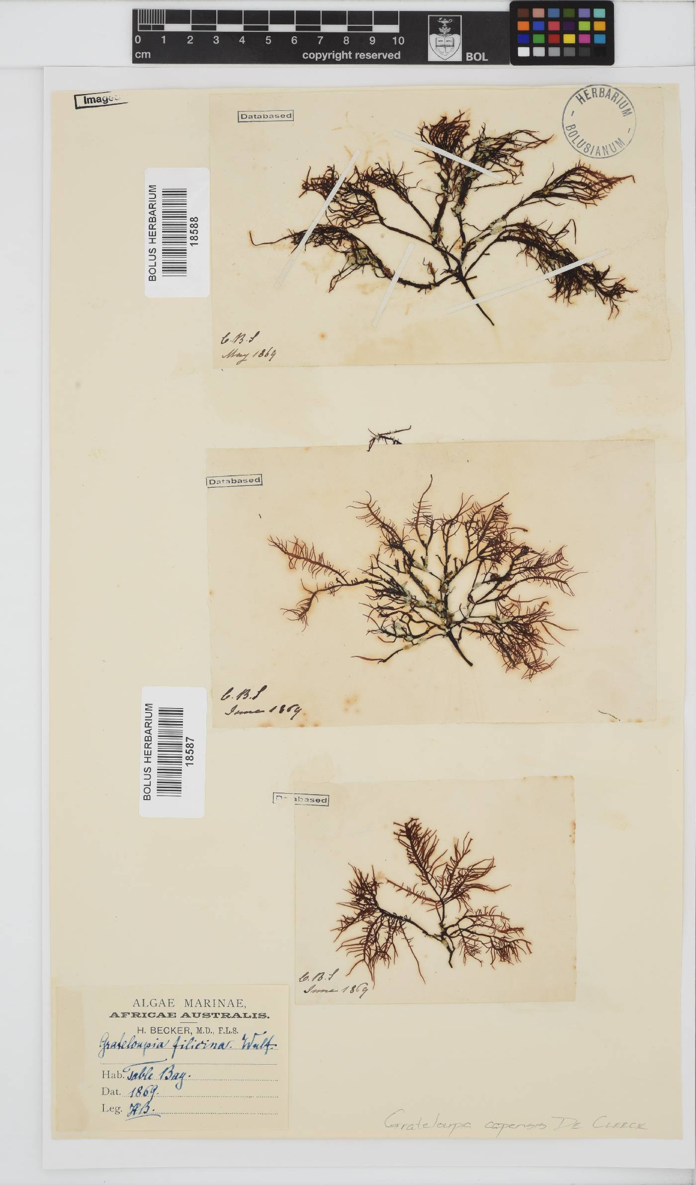 Halymeniaceae image