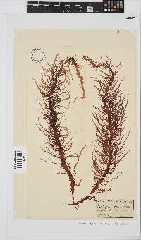Phyllymenia capensis image