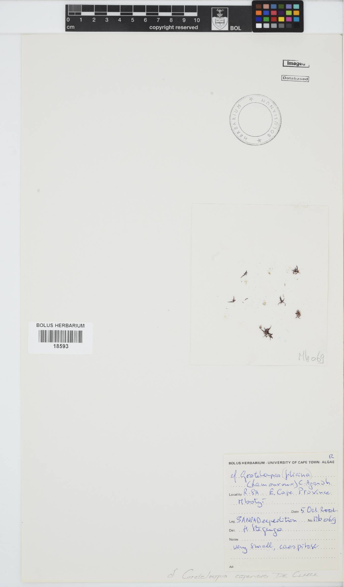 Phyllymenia capensis image