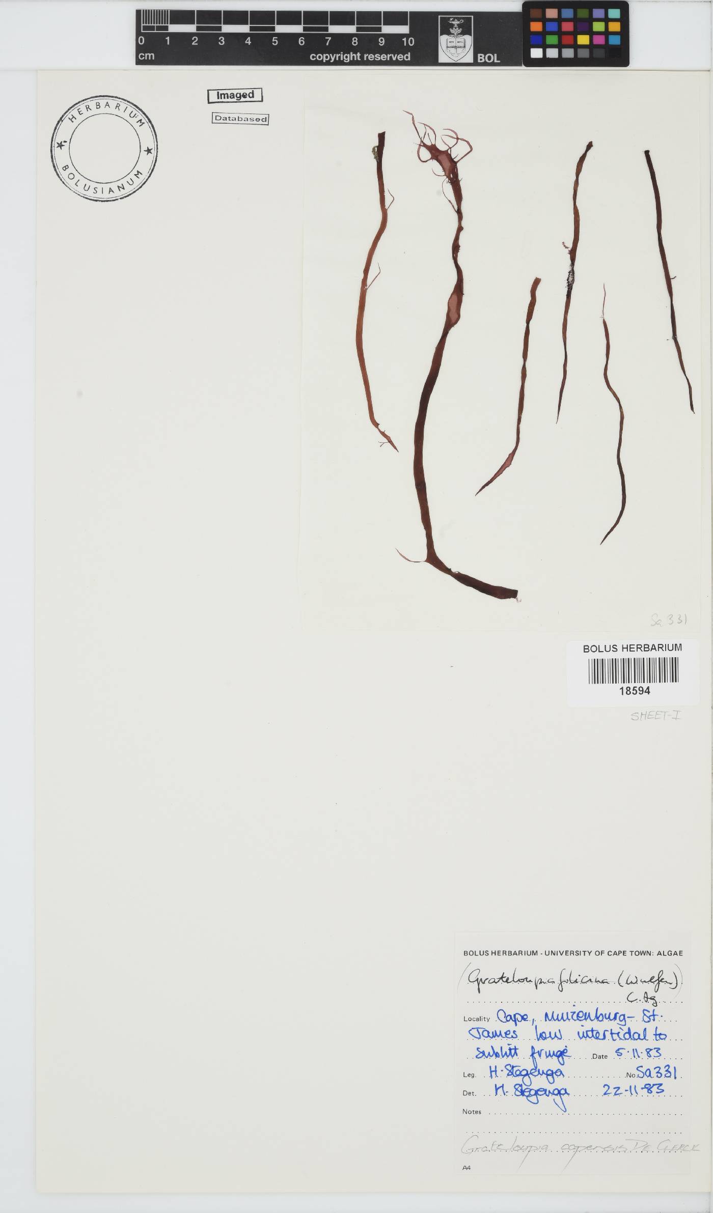 Phyllymenia capensis image