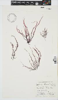 Phyllymenia capensis image
