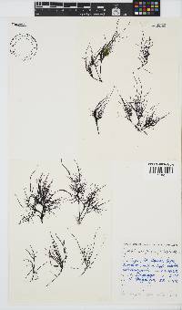 Phyllymenia capensis image
