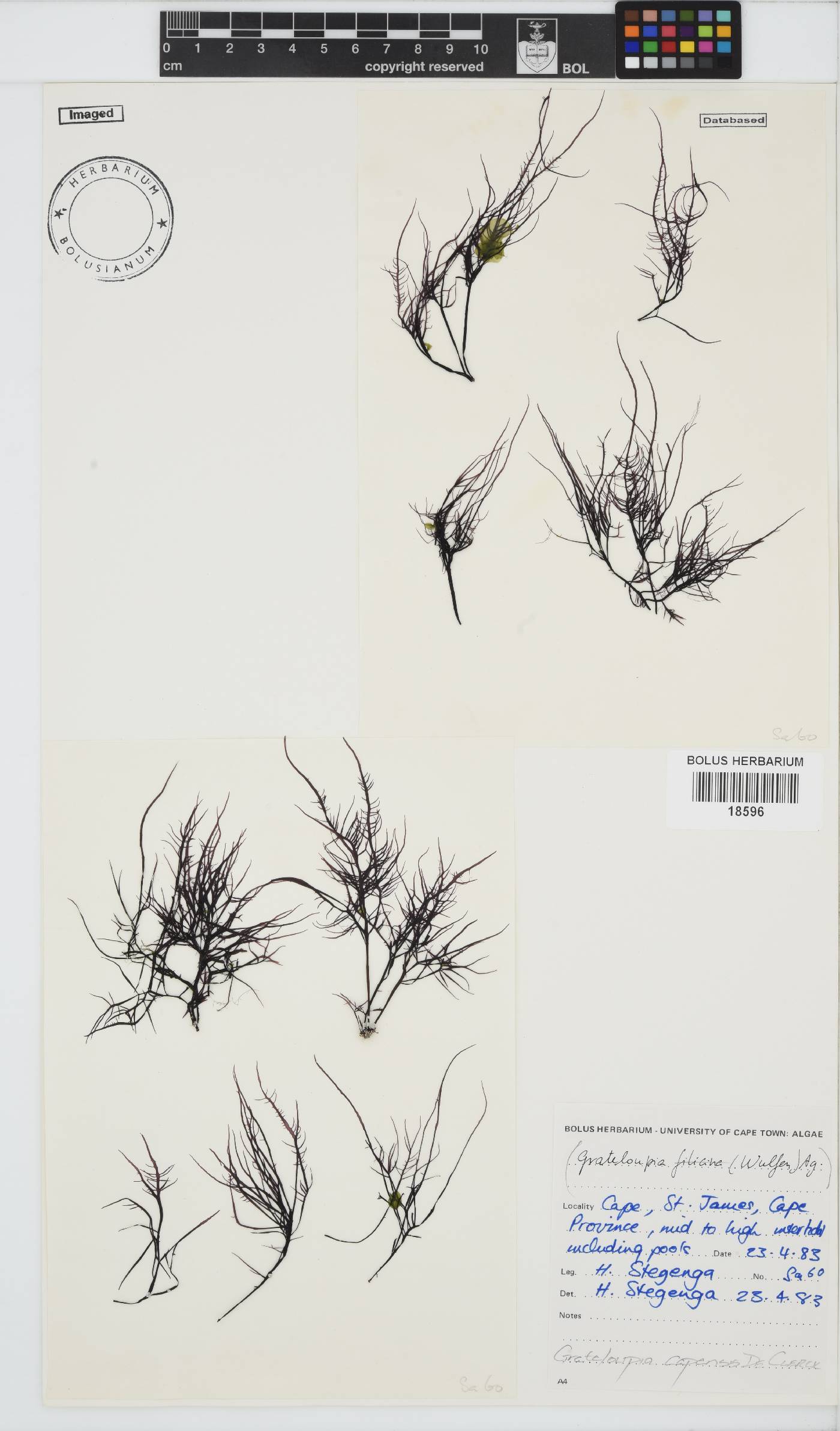Phyllymenia capensis image
