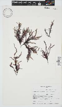 Phyllymenia capensis image