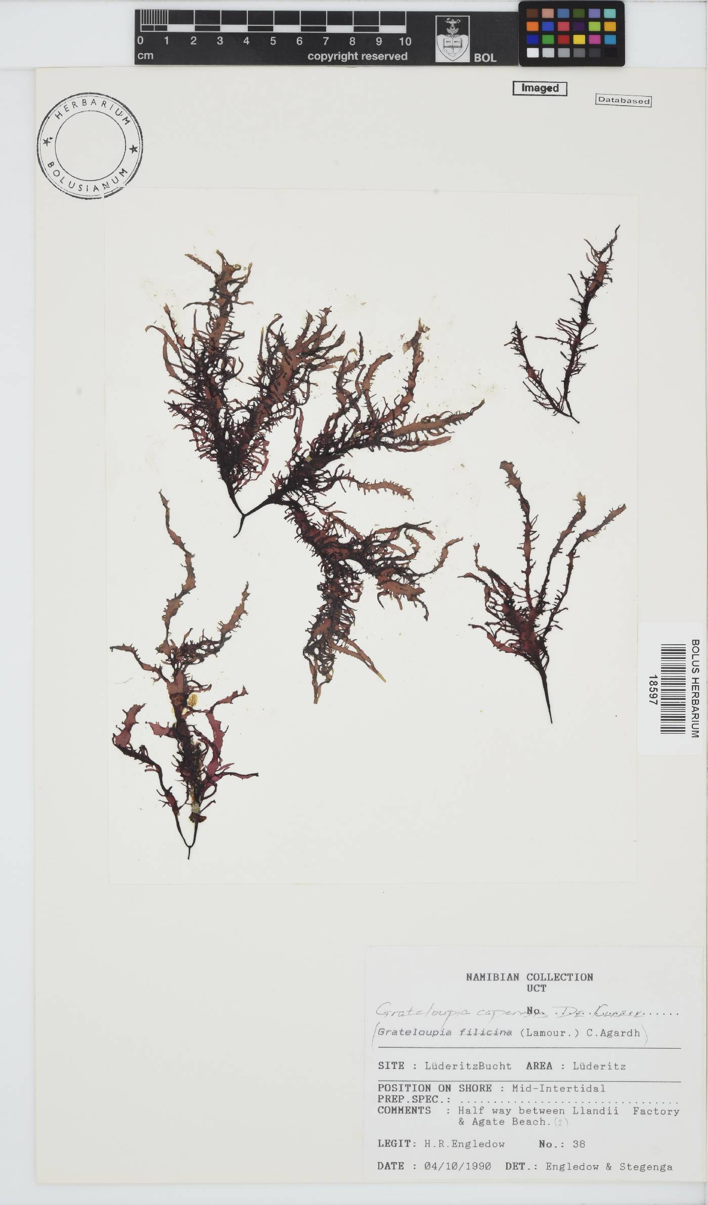 Phyllymenia image