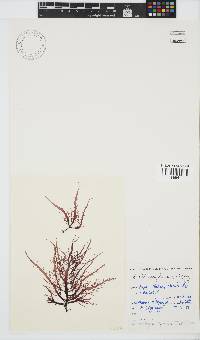 Phyllymenia capensis image