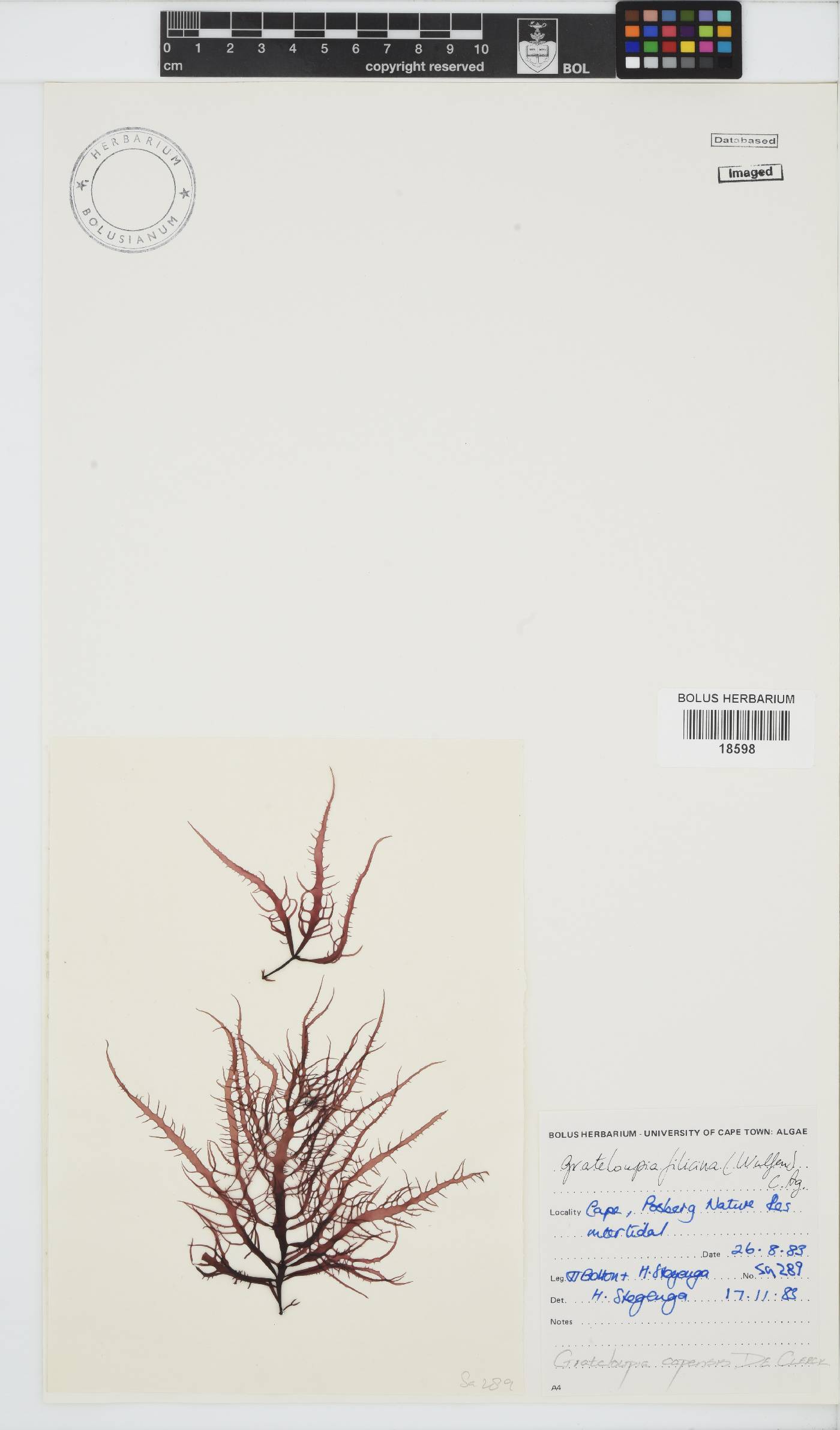 Phyllymenia capensis image
