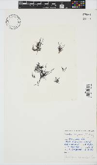 Phyllymenia capensis image