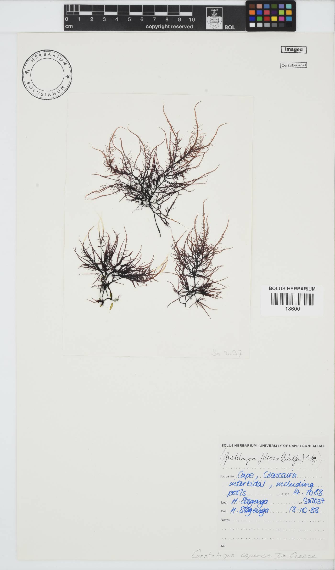 Phyllymenia image