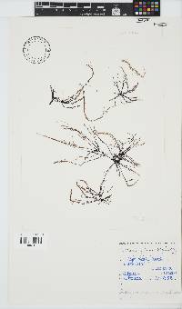 Phyllymenia capensis image