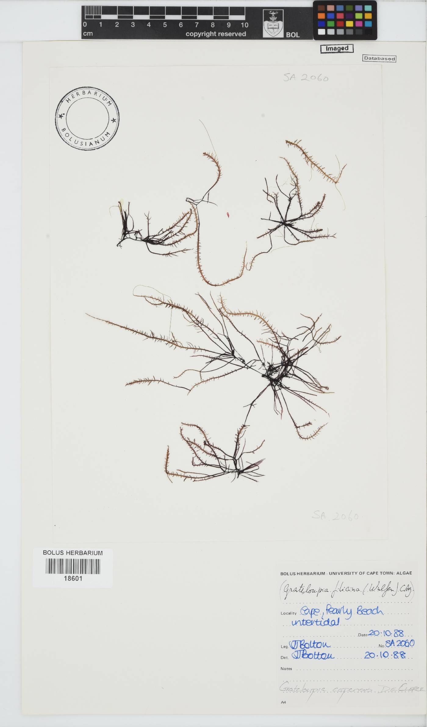 Phyllymenia capensis image