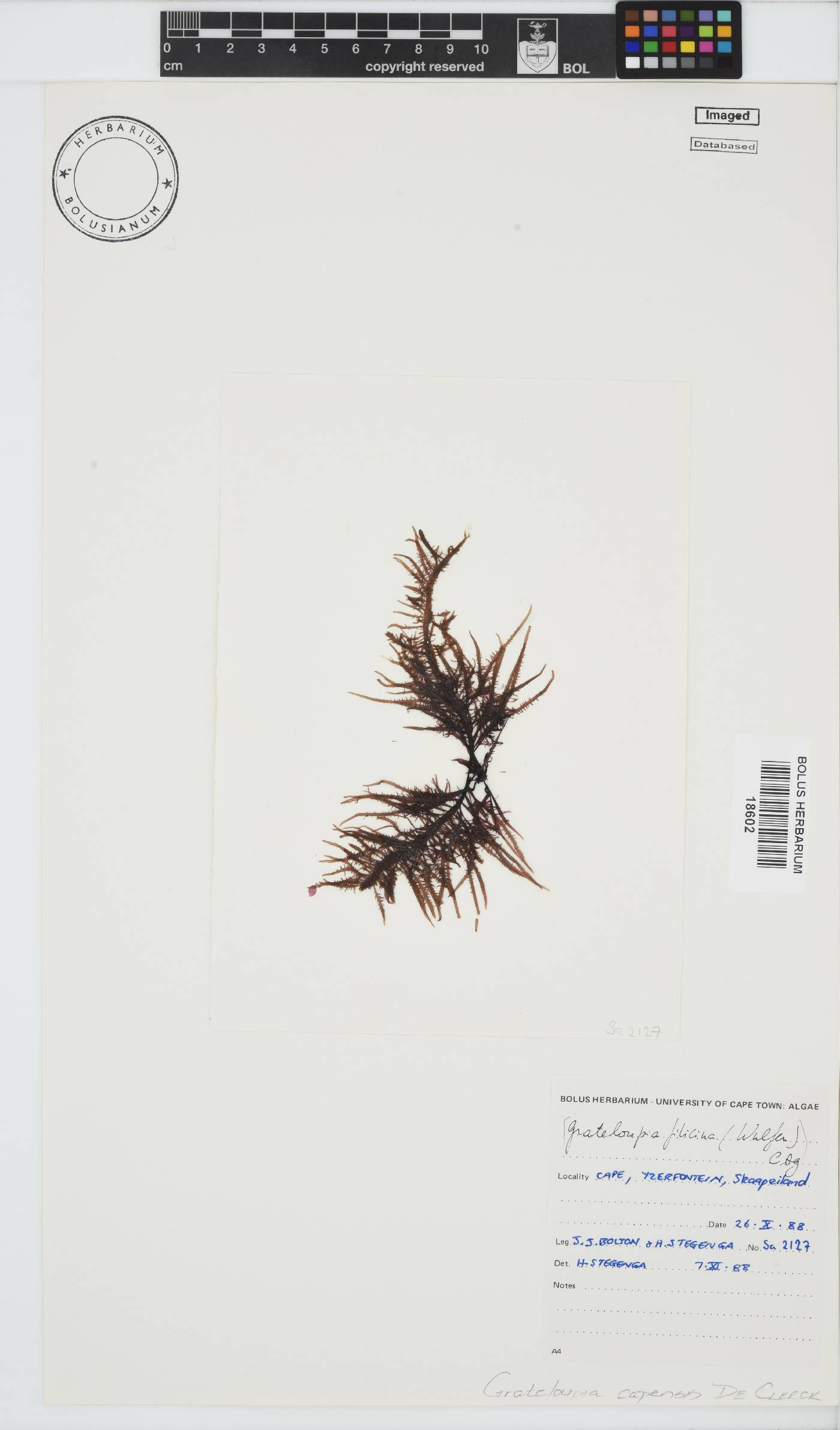 Phyllymenia capensis image