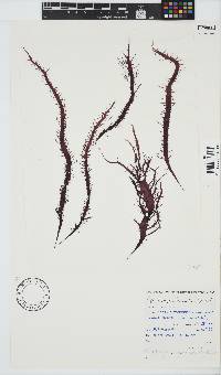 Phyllymenia capensis image
