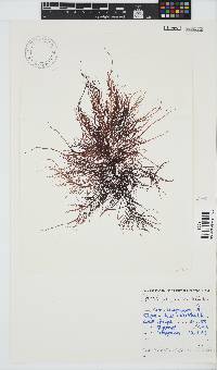 Phyllymenia capensis image