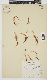 Phyllymenia capensis image
